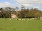 Grazing cattle Grazing cattle