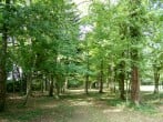 Woods