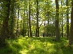 Unspoilt forest Unspoilt forest