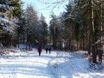 Winter walk Winter walk