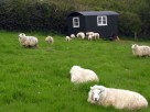1 Bedroom Quirky Shepherd's Hut on a Working Organic Farm in Launceston, Cornwall, England