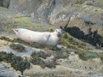 Fantastic wildlife Fantastic wildlife