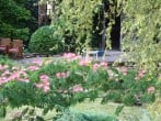 Garden Garden