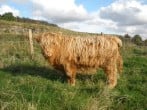 Highland cow