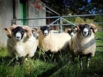 Sheep