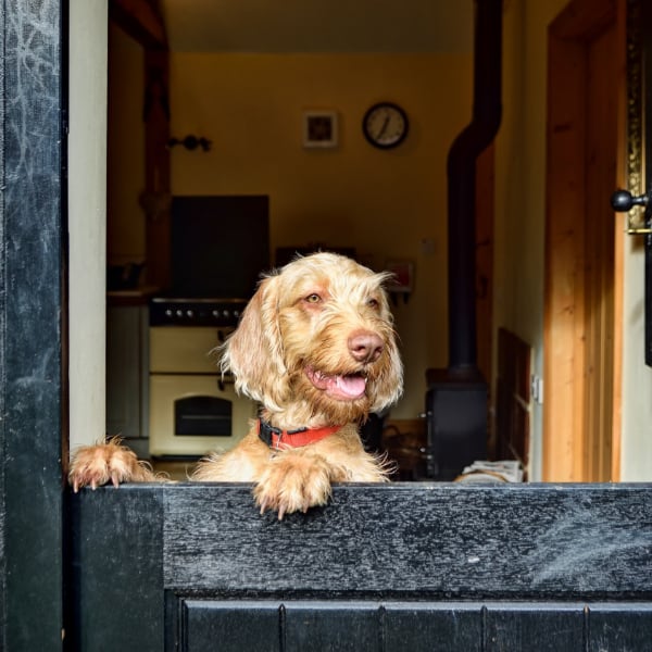 Dog friendly cottages in Suffolk