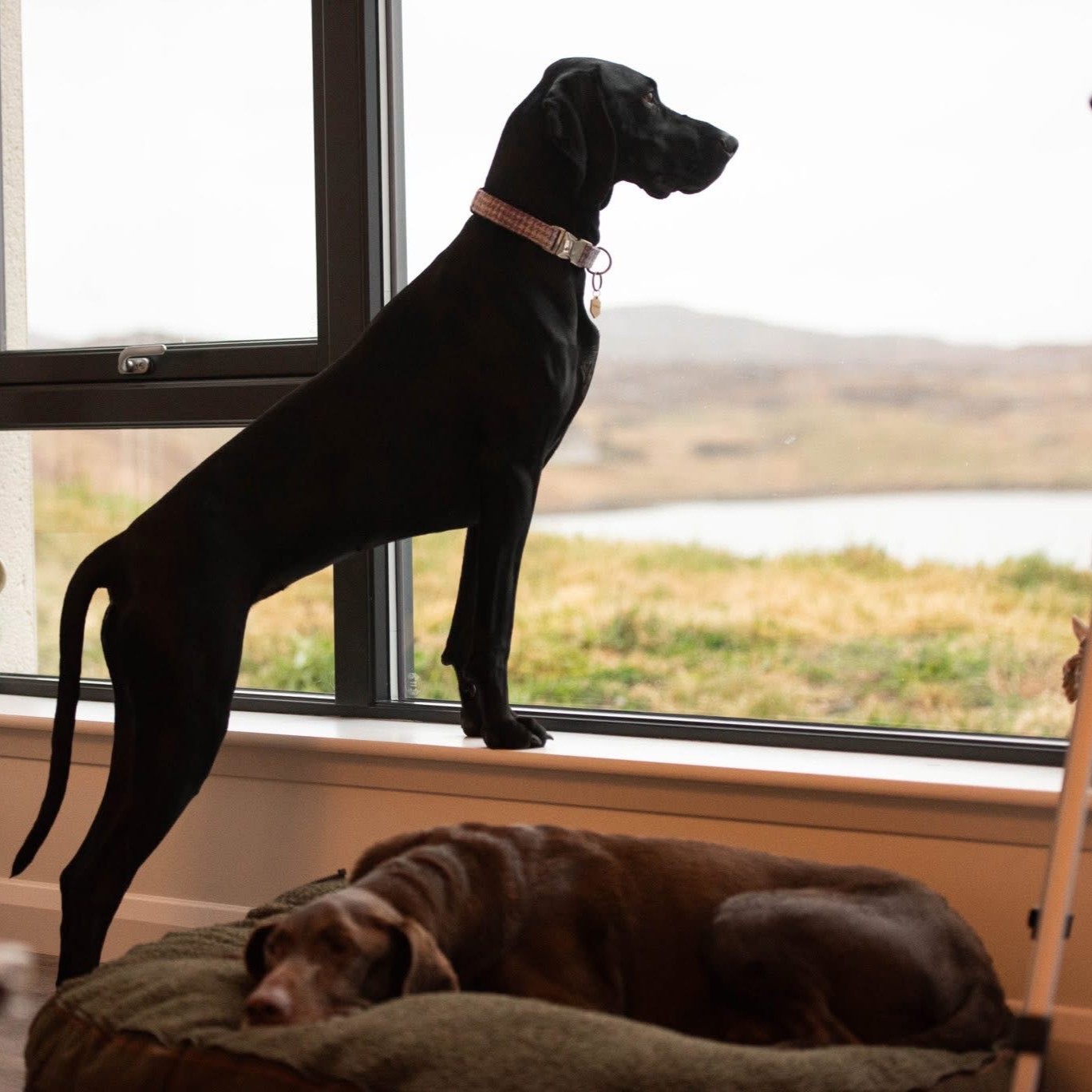 Dog friendly holiday house in Scotland