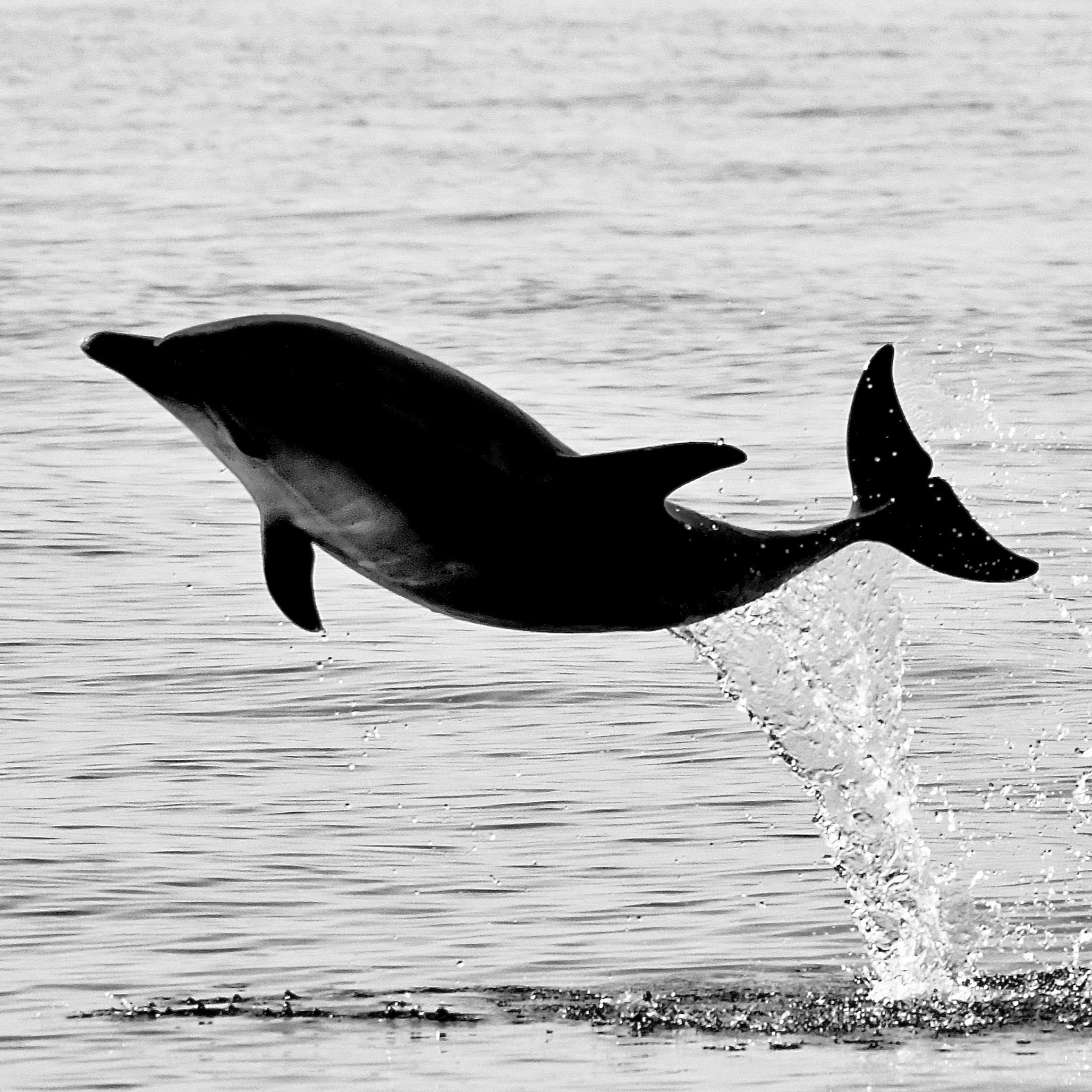 Wildlife opportunities in Scotland
