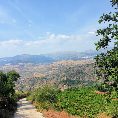 Vine Ridge setting near Comares in Andalucia