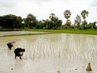 Rice plantations